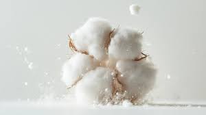 The Ultimate Guide to Supima Cotton: Why It’s the Gold Standard for the Modern British Gentleman